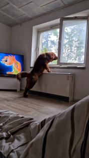 Do Khyi Hündin, reinrassig, 5 Monate