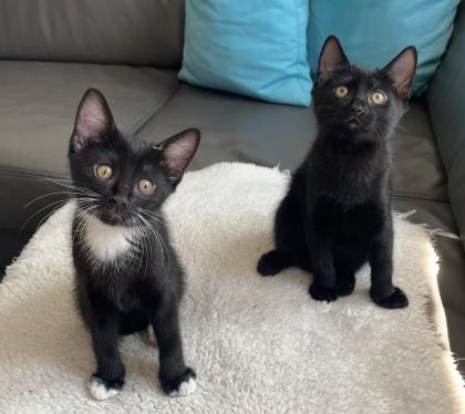 Kitten, Kätzchen, Junge, Waldkatze