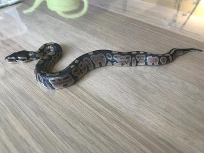 Granite Yellowbelly Enchi het Piebald 6 male