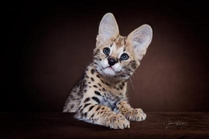 Serval Kitten