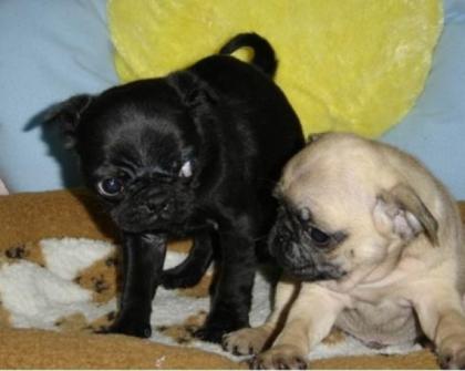 Mops welpen