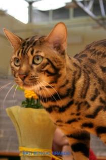 Süsse Minileoparden suchen ein liebevolles Zuhause