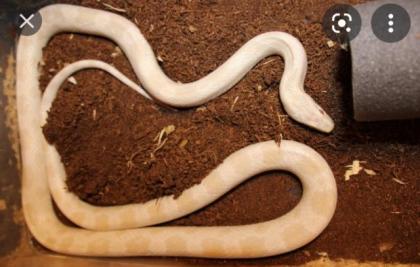 Kornatter babys