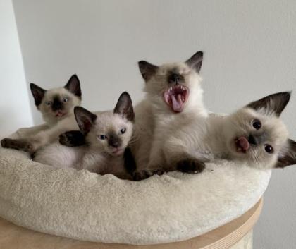 Siam Kitten, entwurmt und geimpft