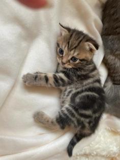 Bkh kitten Gold black tabby