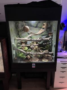 Terrarium und Kronengecko mit komplettem Zubehör