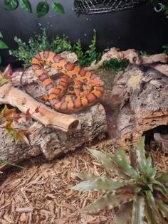 Kornnatter mit Terrarium abzugeben