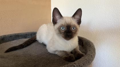 Siam / Snow Bengal Mix Kitten