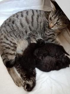 Coony-Mix Kitten
