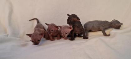 Kanadische Sphynx kitten mit Stammbaum