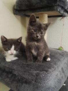 5 Kitten suchen liebevolles Zuhause