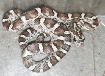Hübsche Kornnatterbabys anery und ghost