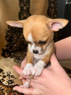 Zwei Chihuahua Welpen