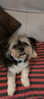 Shih - tzu