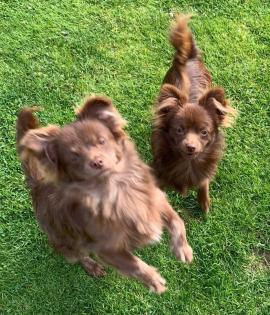 Lieber Zwergspitz Pomeranian