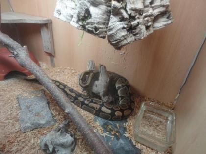 Königsphyton zu verkaufen inkl. Terrarium