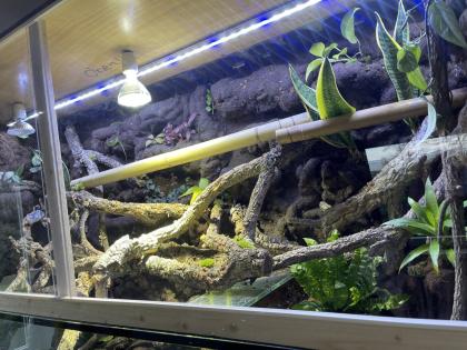 Chamäleon oder Taggecko gesucht für sehr großes Terrarium