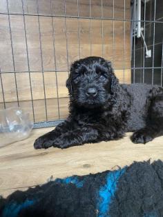 Schwarzer Terrier welpen zu Verkaufen