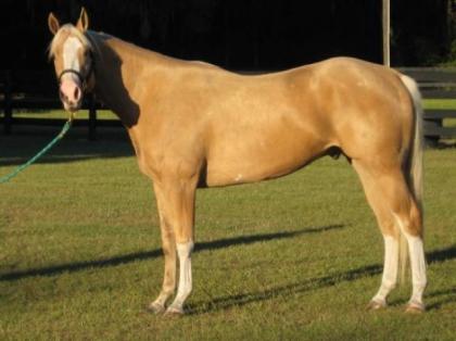 3 Jahre alt Palomino pferd