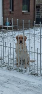 Verkaufe reinrassige Labradorwelpen