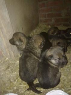 Reinrassige deutsche Schäferhundwelpen vom Bauernhof