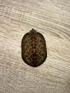 3 Kleine männliche Dreikielschildkröten