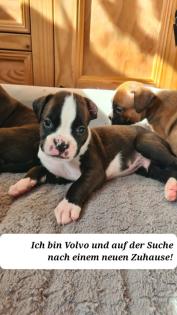 Boxerwelpen zu verkaufen