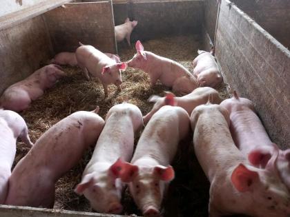 Strohschweine Mastschweine