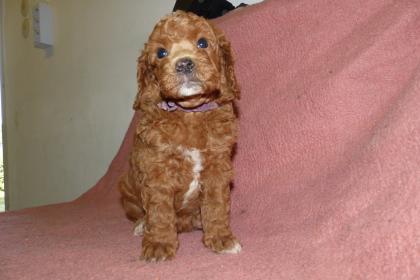 3 süße Kleinpudel Hündinnen, Pudel in Brindle, Black and Tan, Fawn mit Weiß