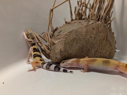 Leopardgecko aus Rostock 24. 11. 2024