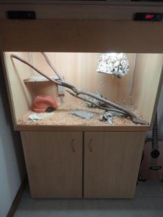 Königsphyton zu verkaufen inkl. Terrarium