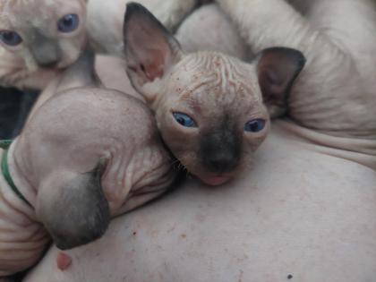 Canadian Sphynx Kitten