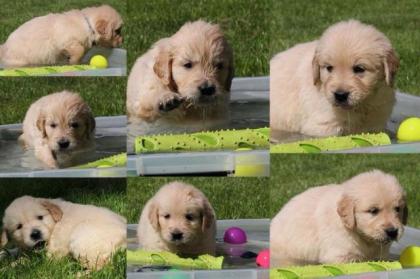Golden Retriever Wurf Ankündigung März . Zur Abgabe Ende Mai