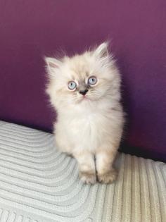 Reinrassige Perser Kitten