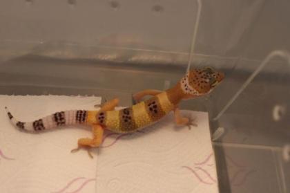 Leopardgecko Nachzucht 2021, mehrere Jungtiere zur Auswahl