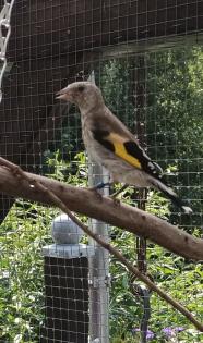 Stieglitz Major wildfarbene Jungvögel