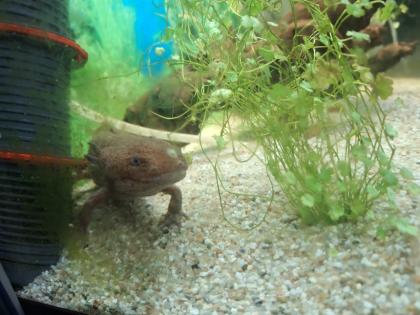 2 Männliche Axolotl Dringend