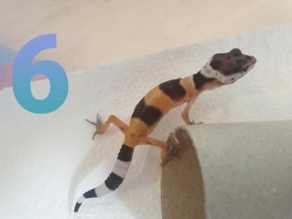 Leopardgeckos Jungtiere