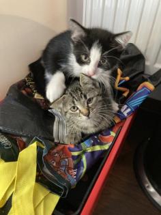 Katzenkitten