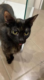 Zwei Katzen suchen ein neues zuhause