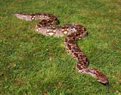 Südliche Madagaskarboas Acrantophis dumerili