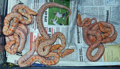 Biete Tigerpython und Boa-Mix Nachzuchten