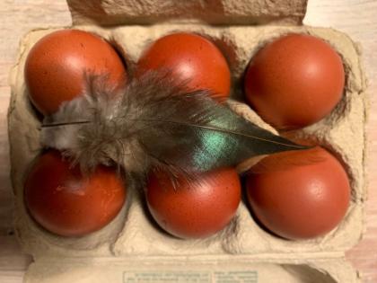 Bruteier Rassen Zier Huhn Marans