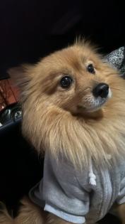 Spitz Pomeranian Sucht dringend liebevolles Zuhause