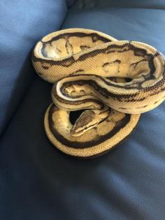 4 königspythons mit Terrarium zu verkaufen