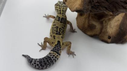 Leopardgecko 1. 13. 16