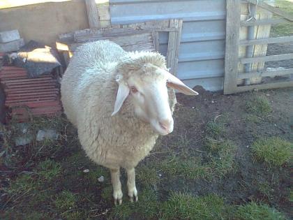 Zwei schöne Merino Lämmer