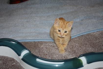 Katzenkinder BKH Mix Weibchen zur Abgabe