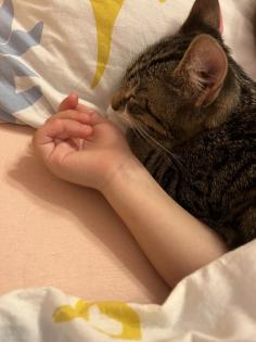 Europäische Kurzhaarkatze