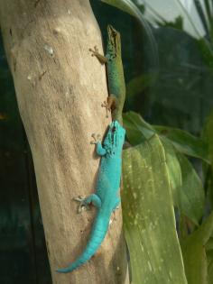 Phelsumen / Taggeckos